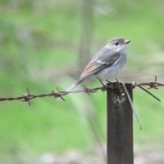 Pachycephala pectoralis (Golden Whistler) at Baranduda, VIC - 1 Jul 2023 by Darcy