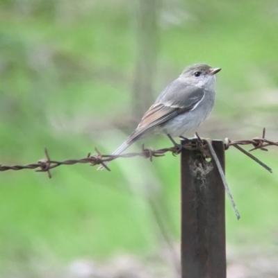 Pachycephala pectoralis (Golden Whistler) at Wodonga - 1 Jul 2023 by Darcy