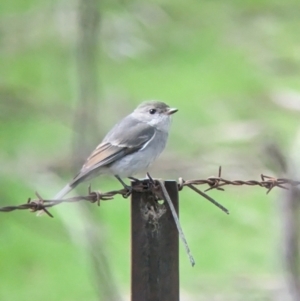 Pachycephala pectoralis at Baranduda, VIC - 1 Jul 2023