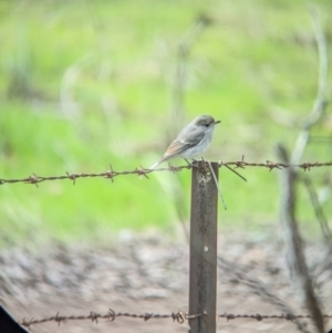 Pachycephala pectoralis at Baranduda, VIC - 1 Jul 2023