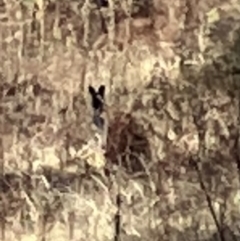 Macropodidae (family) (Unknown kangaroo or wallaby) at Oakey Hill - 2 Jul 2023 by RobynS