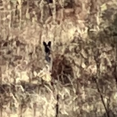 Macropodidae (family) (Unknown kangaroo or wallaby) at Oakey Hill - 2 Jul 2023 by RobynS