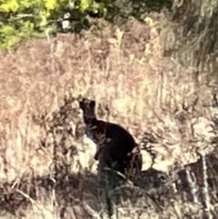 Macropodidae (family) at Lyons, ACT - 2 Jul 2023 11:44 AM