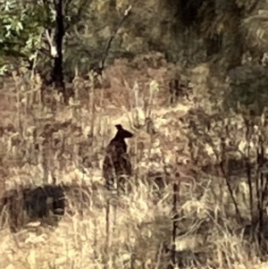 Macropodidae (family) at Lyons, ACT - 2 Jul 2023 11:44 AM