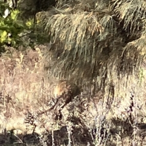 Macropodidae (family) at Lyons, ACT - 2 Jul 2023 11:44 AM