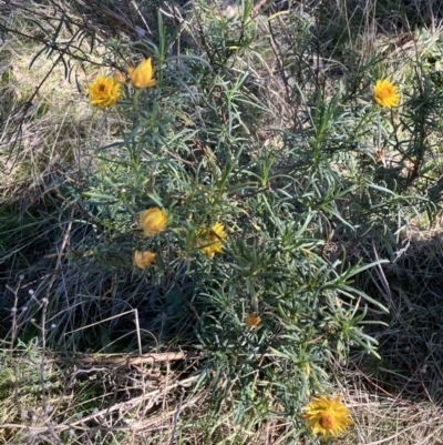 Xerochrysum viscosum (Sticky Everlasting) at Oakey Hill - 2 Jul 2023 by RobynS