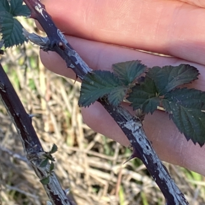 Rubus anglocandicans (Blackberry) at Oakey Hill - 2 Jul 2023 by RobynS