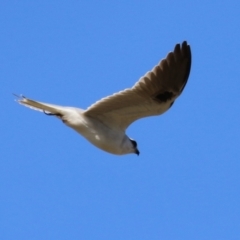 Elanus axillaris at Jerrabomberra, ACT - 2 Jul 2023