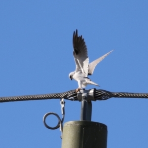 Elanus axillaris at Jerrabomberra, ACT - 2 Jul 2023