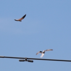 Falco cenchroides (Nankeen Kestrel) at Symonston, ACT - 2 Jul 2023 by RodDeb