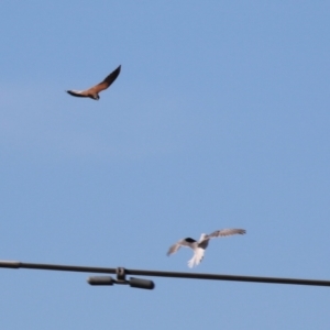 Falco cenchroides at Symonston, ACT - 2 Jul 2023 01:59 PM