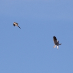 Falco cenchroides at Symonston, ACT - 2 Jul 2023 01:59 PM