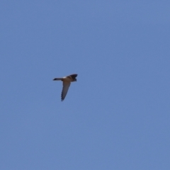 Falco cenchroides at Symonston, ACT - 2 Jul 2023 01:59 PM