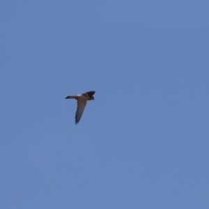 Falco cenchroides at Symonston, ACT - 2 Jul 2023