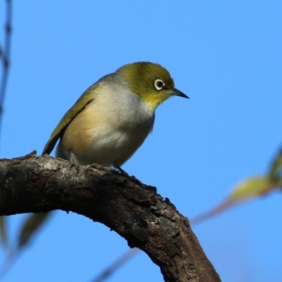 Zosterops lateralis (Silvereye) at Symonston, ACT - 2 Jul 2023 by RodDeb