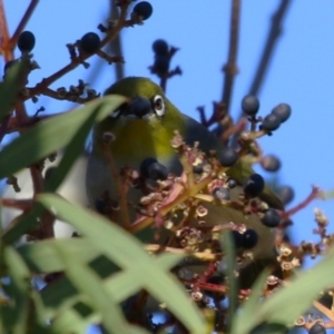 Zosterops lateralis at Symonston, ACT - 2 Jul 2023