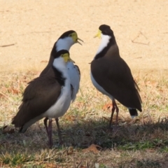 Vanellus miles (Masked Lapwing) at Jerrabomberra, ACT - 2 Jul 2023 by RodDeb