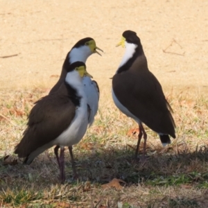 Vanellus miles at Jerrabomberra, ACT - 2 Jul 2023 02:20 PM