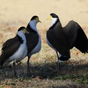 Vanellus miles at Jerrabomberra, ACT - 2 Jul 2023 02:20 PM