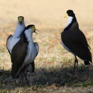 Vanellus miles at Jerrabomberra, ACT - 2 Jul 2023 02:20 PM