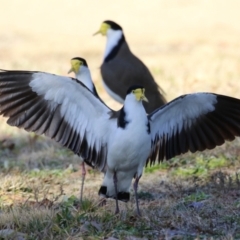 Vanellus miles at Jerrabomberra, ACT - 2 Jul 2023