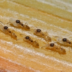 Formicidae (family) (Unidentified ant) at Wellington Point, QLD - 1 Jul 2023 by TimL