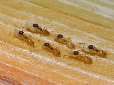 Formicidae (family) (Unidentified ant) at Wellington Point, QLD - 1 Jul 2023 by TimL