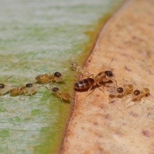 Formicidae (family) at Wellington Point, QLD - suppressed