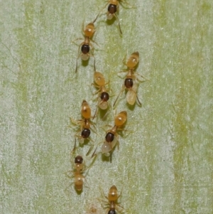 Formicidae (family) at Wellington Point, QLD - suppressed