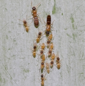 Formicidae (family) at Wellington Point, QLD - suppressed