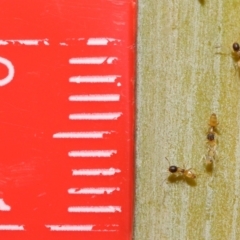 Formicidae (family) at Wellington Point, QLD - suppressed