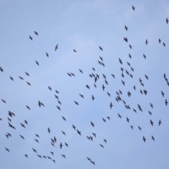 Phalacrocorax sulcirostris (Little Black Cormorant) at Cleveland, QLD - 2 Jul 2023 by TimL