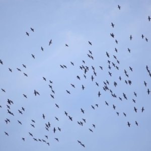 Phalacrocorax sulcirostris at Cleveland, QLD - 2 Jul 2023 10:20 AM