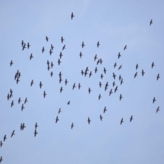 Phalacrocorax sulcirostris at Cleveland, QLD - 2 Jul 2023 10:20 AM