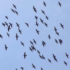 Phalacrocorax sulcirostris at Cleveland, QLD - 2 Jul 2023 10:20 AM