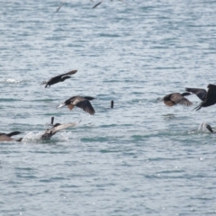 Phalacrocorax sulcirostris at Cleveland, QLD - 2 Jul 2023 10:20 AM