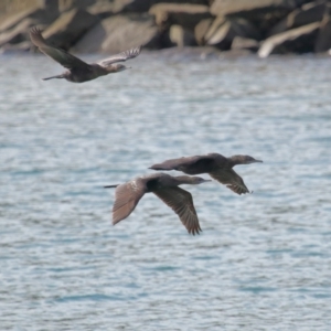 Phalacrocorax sulcirostris at Cleveland, QLD - 2 Jul 2023 10:20 AM