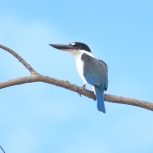 Todiramphus sordidus at Cairns North, QLD - 2 Jul 2023 10:18 AM