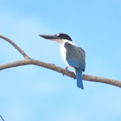 Todiramphus sordidus (Torresian Kingfisher) at Cairns North, QLD - 2 Jul 2023 by BenW