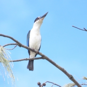 Todiramphus sordidus at Cairns North, QLD - 2 Jul 2023 10:18 AM