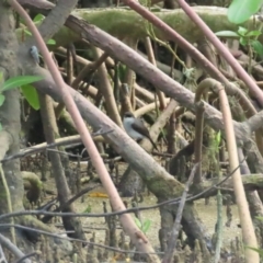 Melanodryas pulverulenta (Mangrove Robin) at Cairns North, QLD - 2 Jul 2023 by BenW