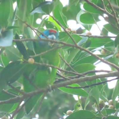 Cyclopsitta diophthalma (Double-eyed Fig-Parrot) at Cairns North, QLD - 2 Jul 2023 by BenW