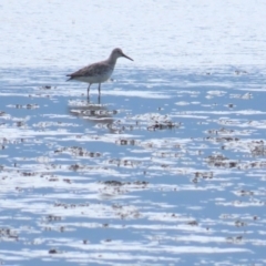 Calidris tenuirostris (Great Knot) at Cairns North, QLD - 1 Jul 2023 by BenW