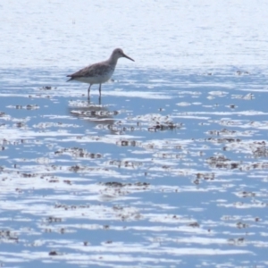 Calidris tenuirostris at Cairns North, QLD - 2 Jul 2023