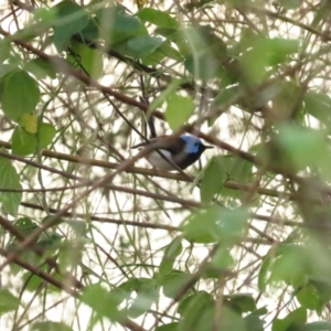 Malurus amabilis at Port Douglas, QLD - 2 Jul 2023