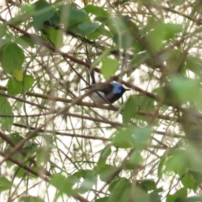 Malurus amabilis (Lovely Fairywren) at Port Douglas, QLD - 2 Jul 2023 by BenW