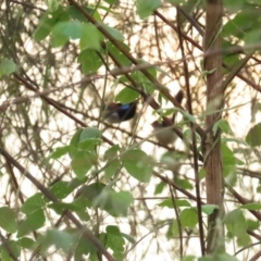 Malurus amabilis at Port Douglas, QLD - 2 Jul 2023