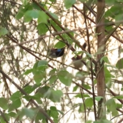 Malurus amabilis at Port Douglas, QLD - 2 Jul 2023 07:00 AM