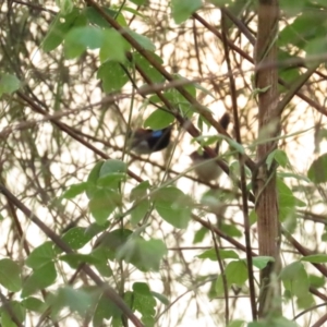 Malurus amabilis at Port Douglas, QLD - 2 Jul 2023 07:00 AM