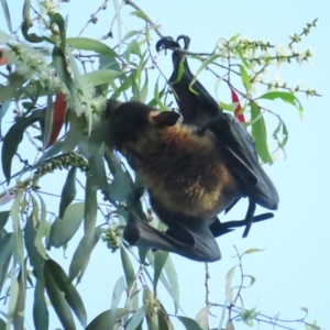 Pteropus conspicillatus at Port Douglas, QLD - suppressed